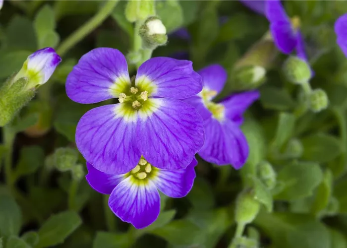Aubrieta x cult.'Blaumeise'