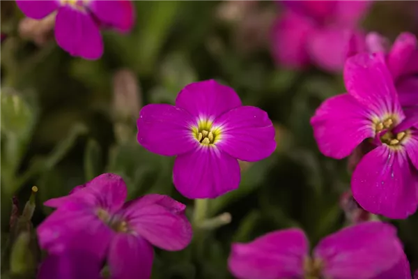 Garten-Blaukissen 'Bressingham Red'