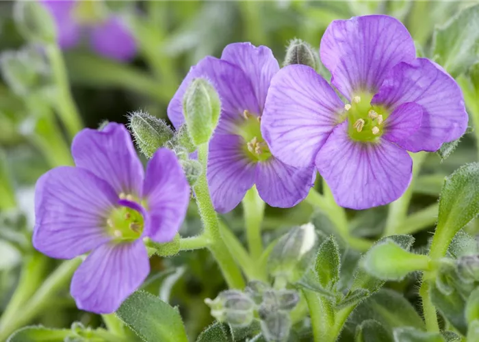 Aubrieta Hybr.'Hürth'