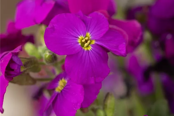 Garten-Blaukissen 'Kitty'