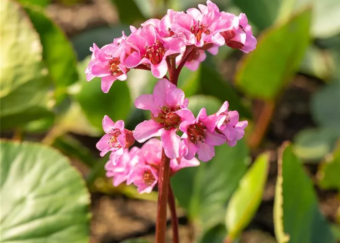 Bergenia Hybr.'Pink Dragonfly'