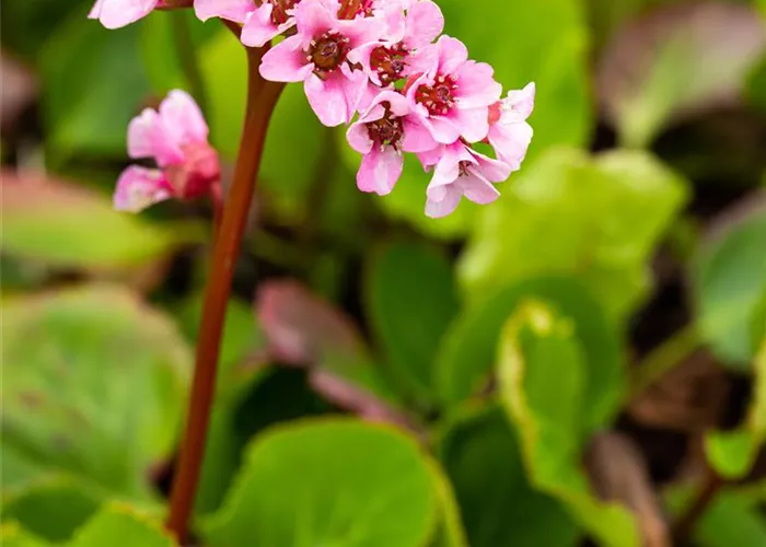 Bergenia cordifolia 'Baby Doll' Bergenia cordifolia 'Baby Doll'