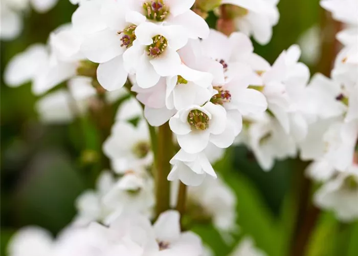 Bergenia cordifolia 'Bressingham White'