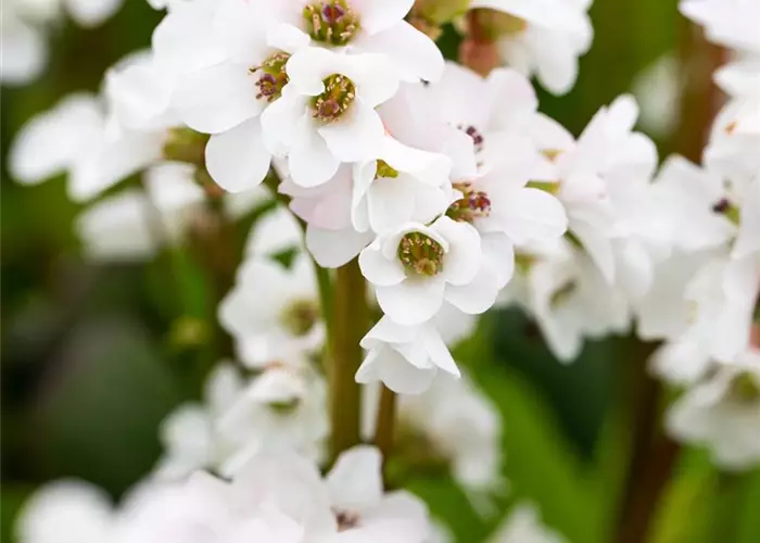 Bergenia cordifolia 'Bressingham White'