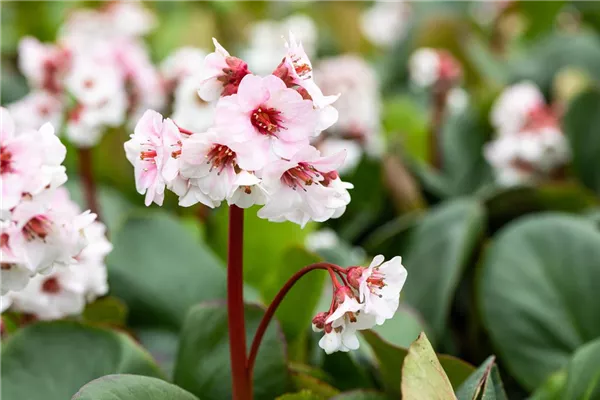 Garten-Bergenie 'Silberlicht'