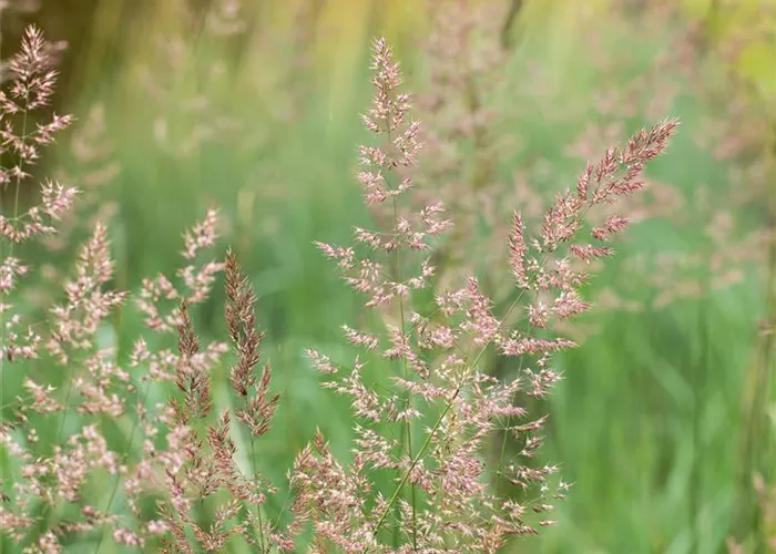 Calamagrostis x acutiflora 'Overdam'