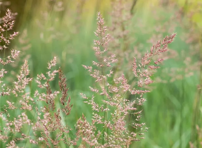 Gestreiftes Reitgras 'Overdam'