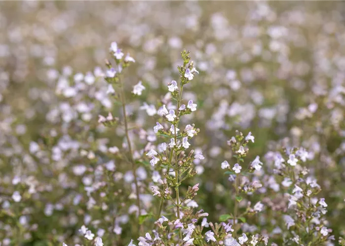 Calamintha nepeta 'Triumphator'