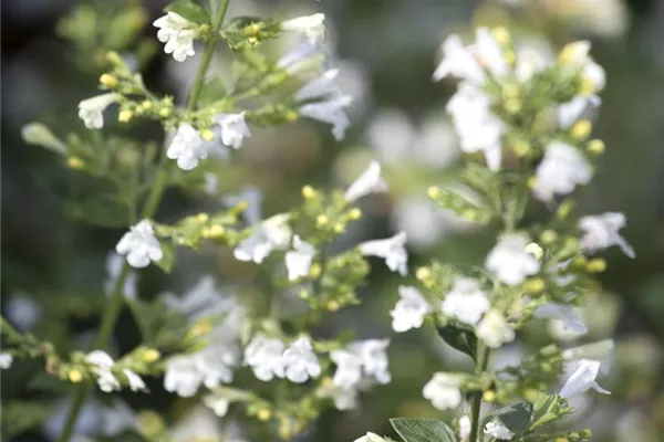 Echte Katzenminze 'Citriodora'