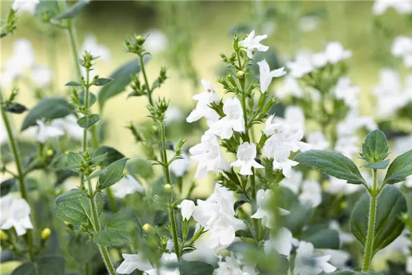 Kleinblütige Garten-Bergminze 'White Cloud'