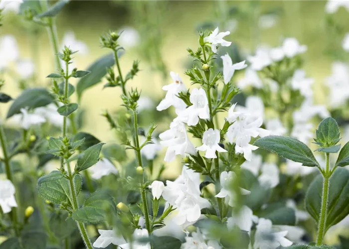 Calamintha nepeta 'White Cloud'