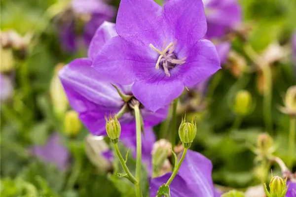 Niedrige Garten-Glockenblume 'Blaue Clips'