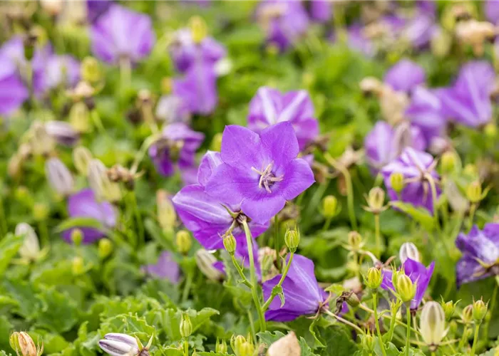 Campanula carp.'Blaue Clips'