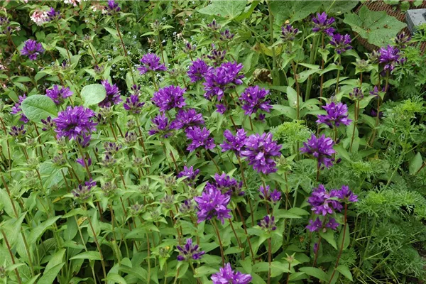 Garten-Knäuel-Glockenblume 'Superba'
