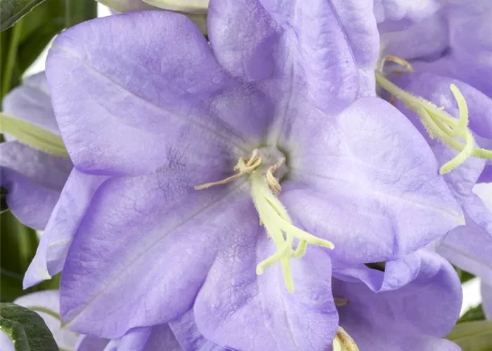 Campanula persicifolia 'Grandiflora Coerulea'