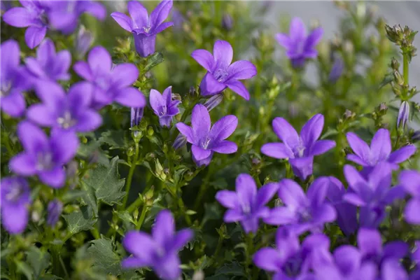 Dalmatiner Polster-Glockenblume