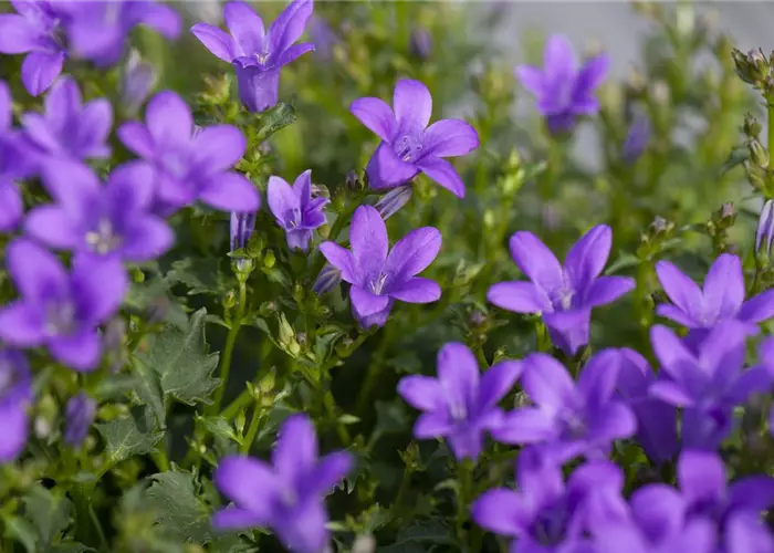 Campanula portenschlagiana