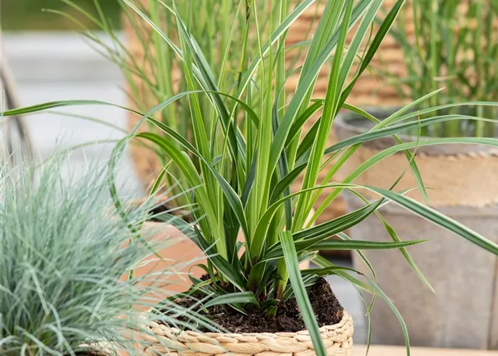 Carex morrowii 'Variegata'