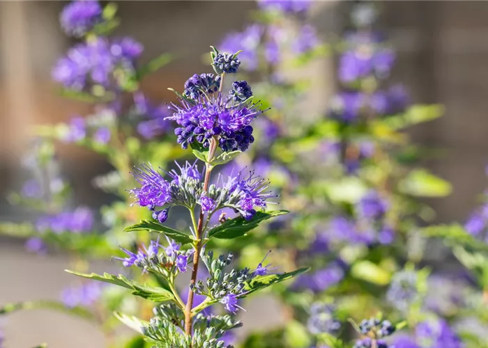 Caryopteris clandonensis 'Dark Knight'