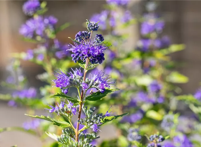 Bartblume 'Dark Knight'