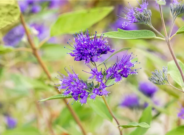 Bartblume 'Heavenly Blue'