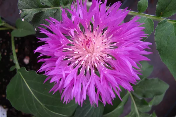 Kaukasus-Flockenblume