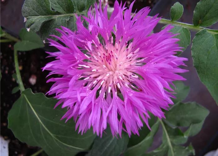 Centaurea dealbata