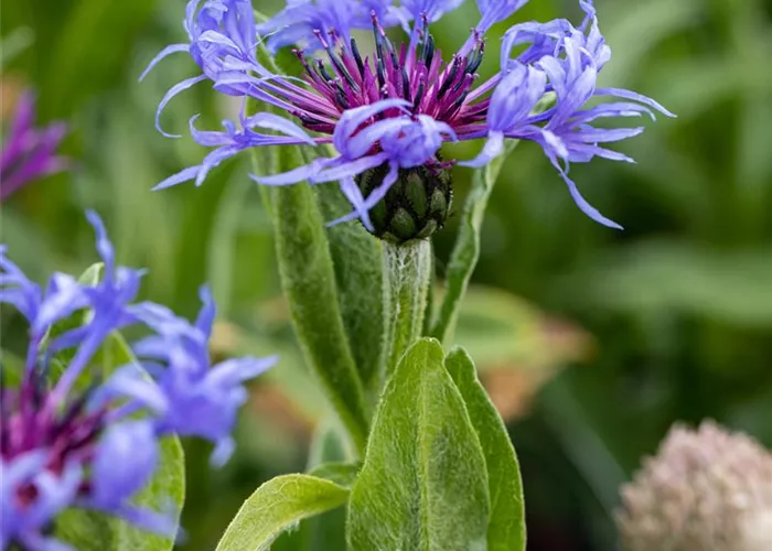 Centaurea montana