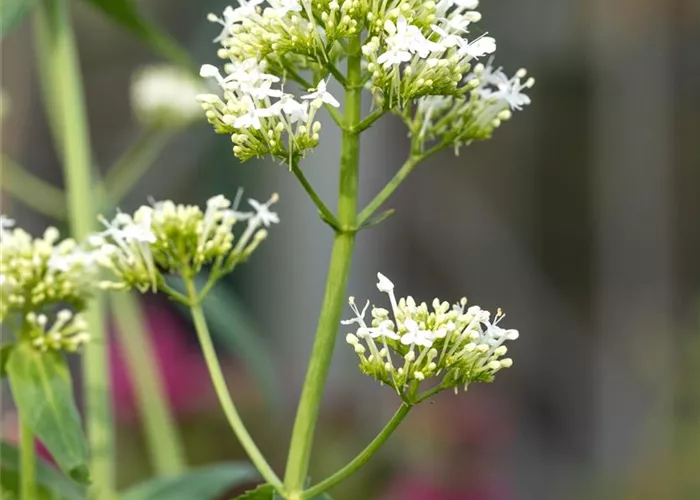 Centranthus ruber 'Albus'