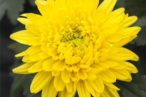 Herbst- Chrysantheme 'Bienchen'