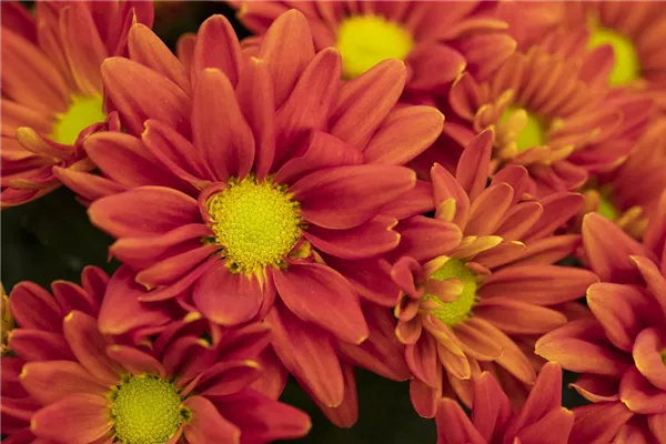 Garten-Winteraster 'Fellbacher Wein'