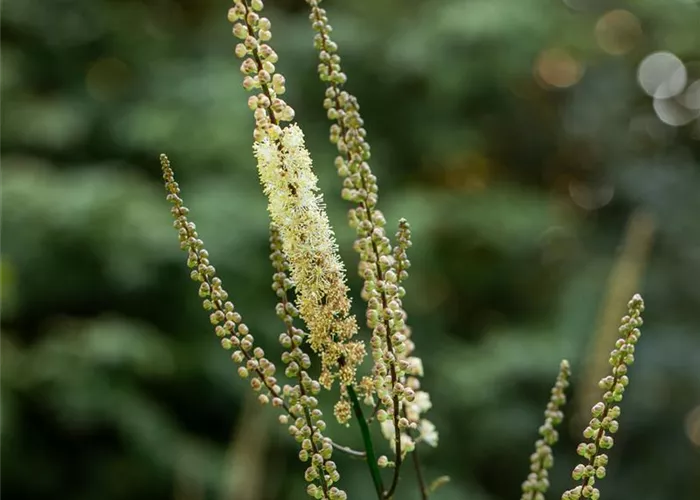 Actaea ramosa 'Brunette' (Cimicifuga)