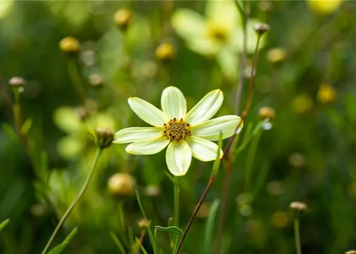 Coreopsis verticillata 'Moonbeam'