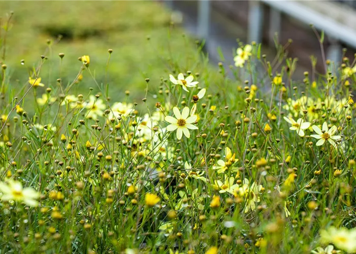 Coreopsis verticillata 'Moonbeam'