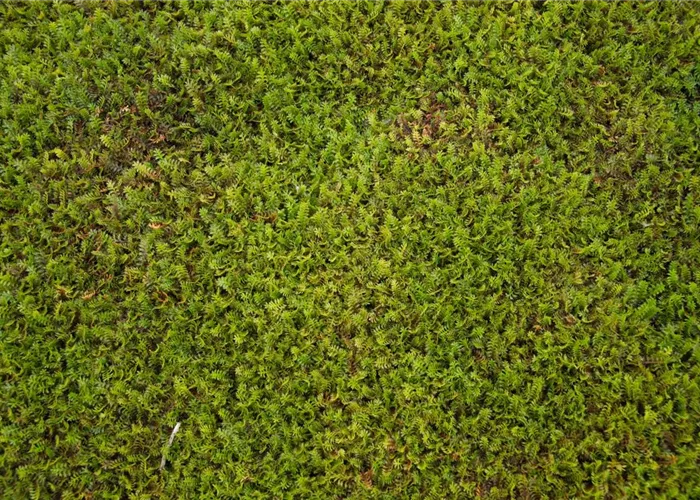 Leptinella squalida (Cotula)