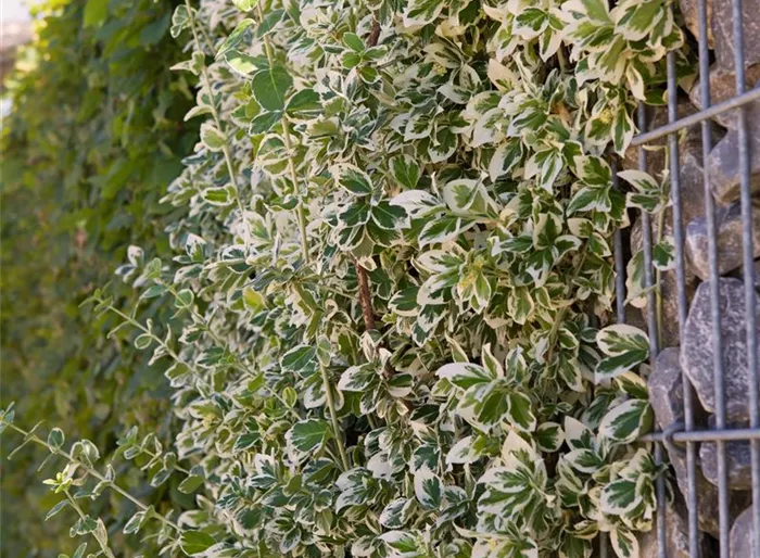 Kriechspindel 'Emerald Gaiety'