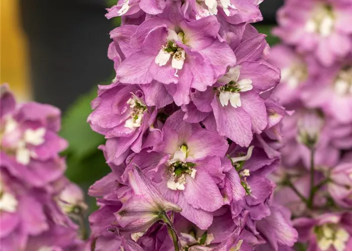 Delphinium Pacific 'Astolat'