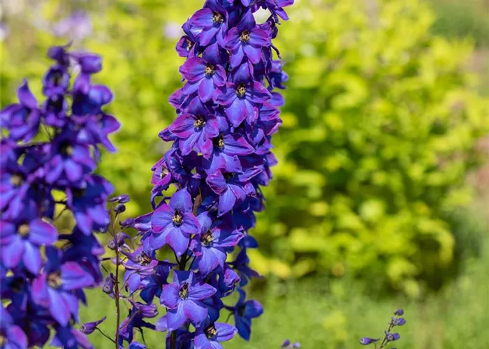 Delphinium Pacific 'Black Knight'
