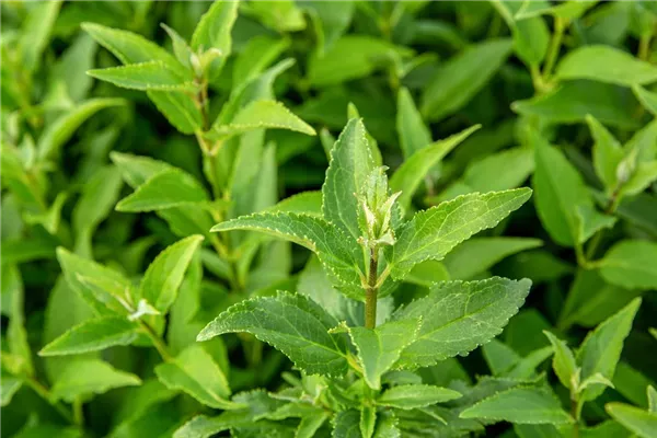 Maiblumenstrauch