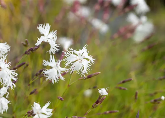 Dianthus arenarius