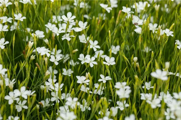 Garten-Heide-Nelke 'Albus'