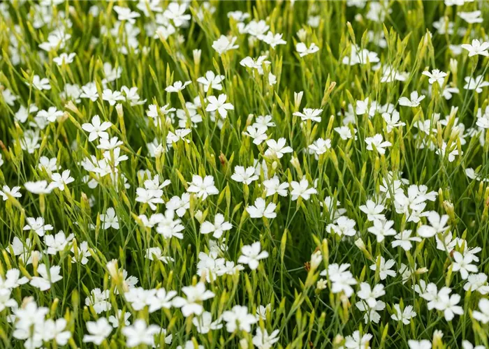 Dianthus deltoides 'Albus'