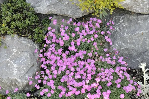 Pfingstnelke 'Blauigel'