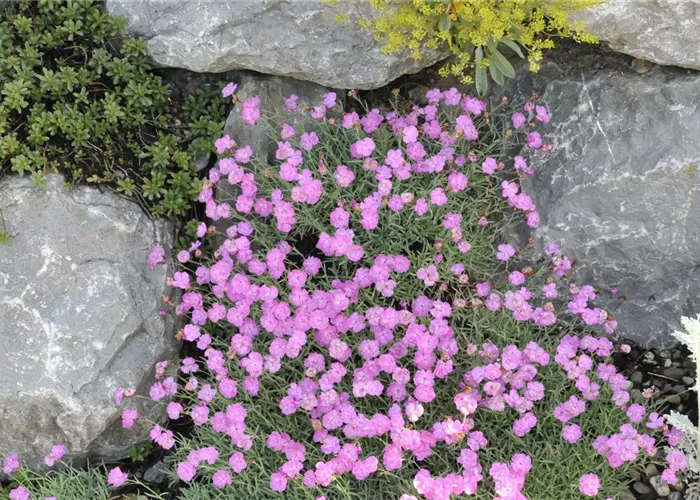 Dianthus gratianop.'Blauigel'