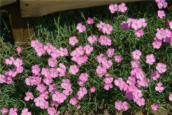 Garten-Pfingst-Nelke 'Eydangeri'