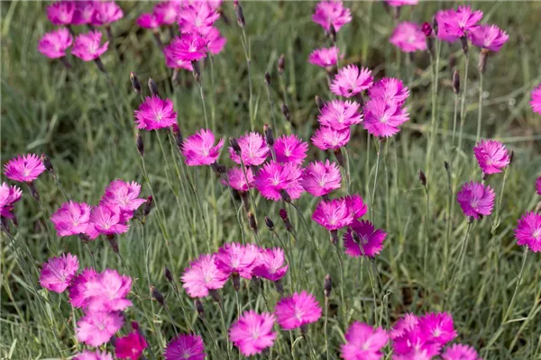 Garten-Pfingst-Nelke 'Feuerhexe'