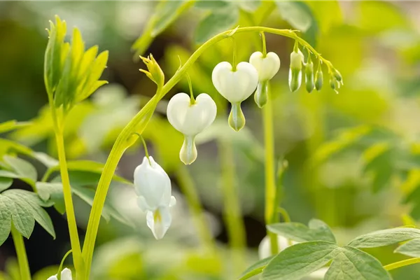 Hohe Garten-Herzblume 'Alba'