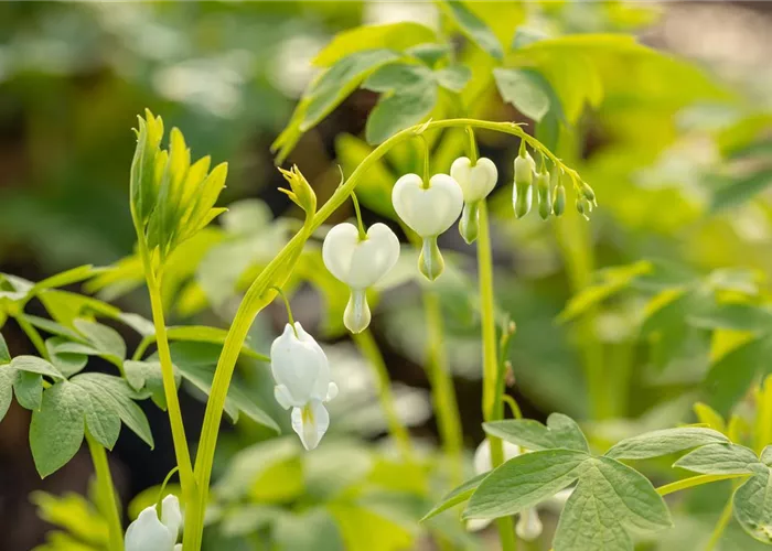 Dicentra spectabilis 'Alba'