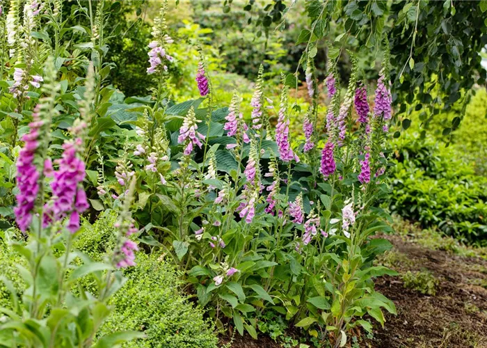 Digitalis purpurea 'Excelsior'