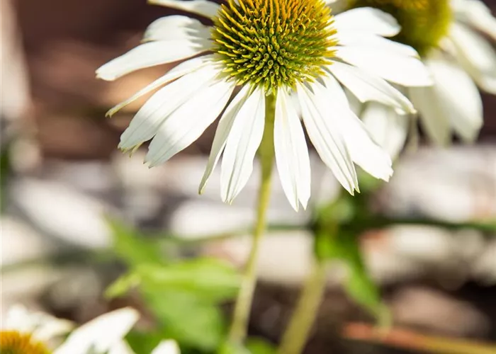 Echinacea purpurea 'Avalanche' -R-